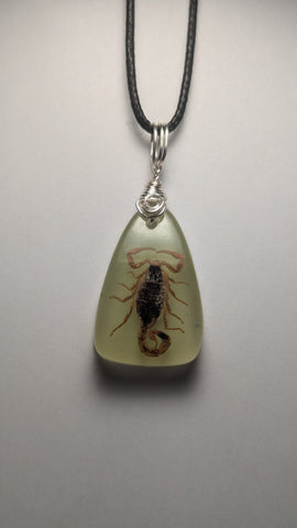 scorpion in resin