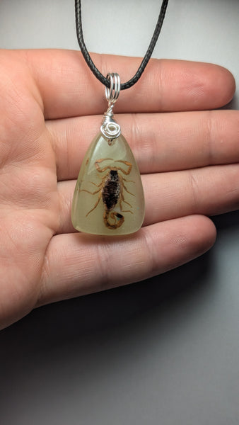 scorpion in resin