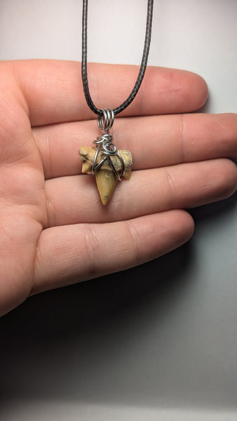 Shark Tooth